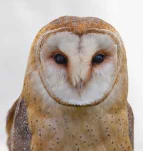 bird barn owl