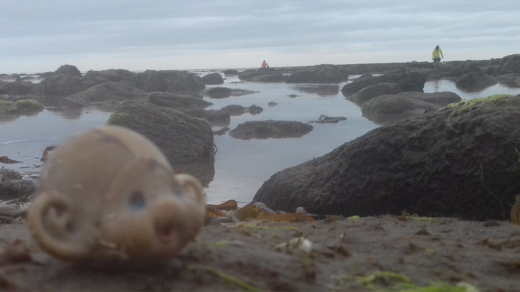 rockpool &amp; monkey